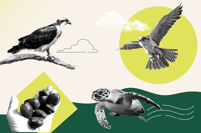 Endangered Species Act 50 illustration