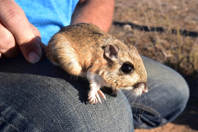 A Stephens’ kangaroo rat. 