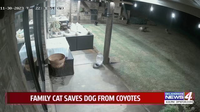 Incredible video shows family cat save dog from coyote attack