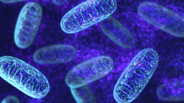 Rare protein mutation shields against Parkinson’s disease, study finds