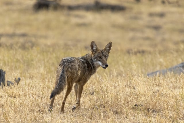 Cat Saves Dog From Coyote Attack