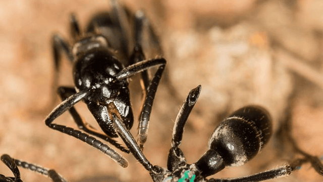After Battle, These Ants Tend Each Others’ Wounds With Antibiotics