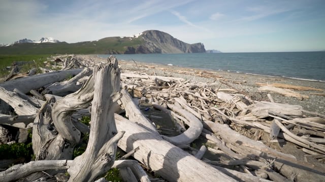 Under the Obama administration, scientists found a copper and gold mine planned near Bristol Bay, Alaska, would be devastating to one of the world's most valuable salmon fisheries.