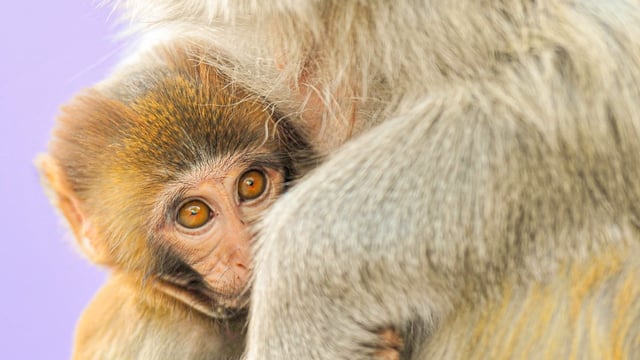 A baby rhesus monkey.