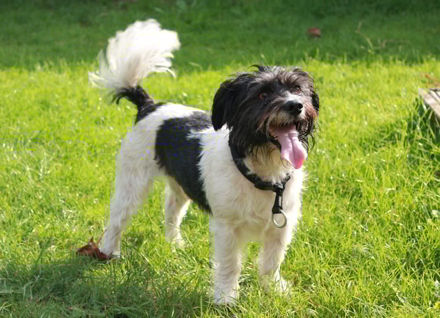 Happy terrier wagging its tail