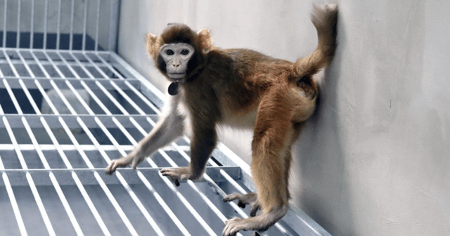 ReTro, pictured at 17 months, has become the first cloned healthy rhesus monkey to live to adulthood
