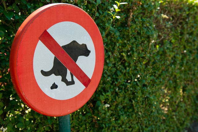 No dog pooping sign in the park