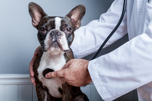 boston terrier at vet