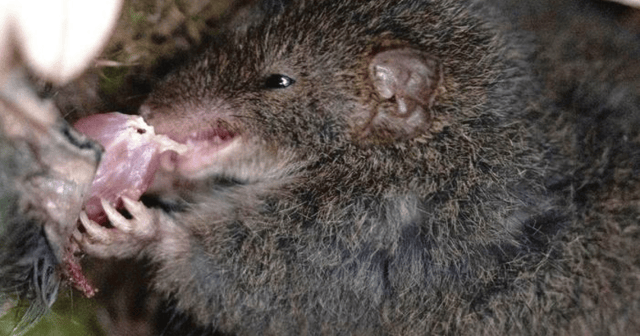This is the first time an antechinus was photographed eating one of its own species