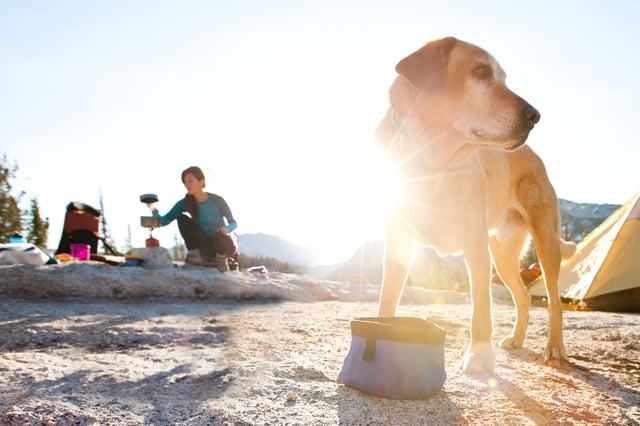 A dog eating at a campsite after a long day of backpacking.