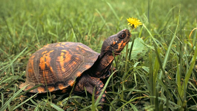 Cope's Rule, a classic evolutionary theory, states that animals tend to grow larger through evolutionary time. But there are lots of examples to the contrary, like some lizards, many types of turtles, and even certain dragonflies, which past studies suggest have shrunk or stayed the same size.