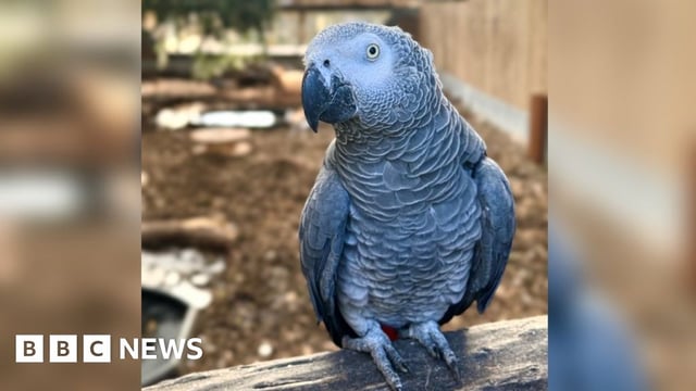 Sheila, one of the sweary parrots