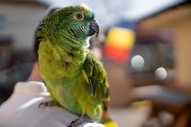 green parrot