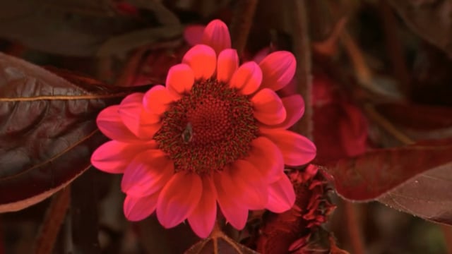 Bright pink flower with a bee in the center, captured with new camera system.