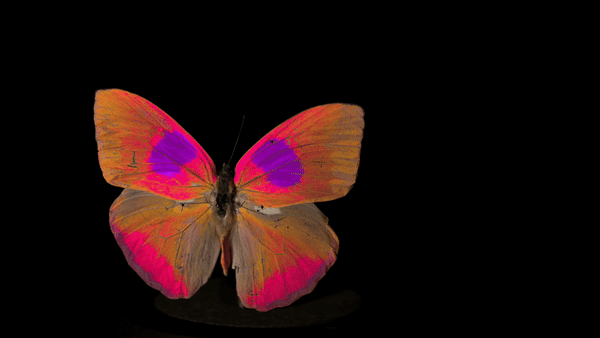 A new camera system and software package allows both researchers and filmmakers to capture and display animal-view videos.