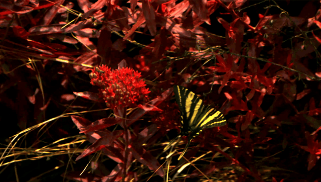 Experience Colors As Animals See Them In Astonishing New Videos