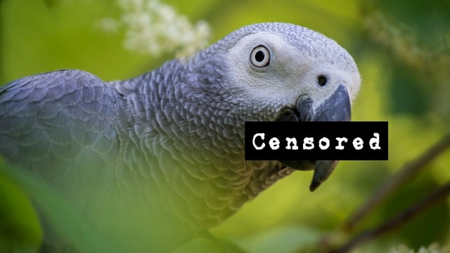 A British zoo is still trying to find a way to get a handful of its African gray parrots to stop swearing so much. (Getty Images)