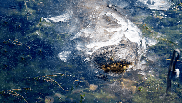 Forbidden Frozen Alligator Popsicles Seen In North Carolina And Texas – But Don't Lick Them