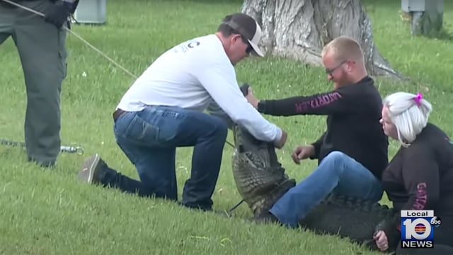alligator caught