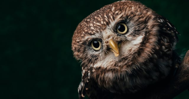 Now you see it: Like most animals, owl vision has evolved for survival and they perceive the world around them very differently to how humans do