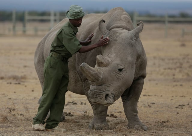 eeper Zachariah Mutai attends to Fatu, one of only two northern white rhinos left in the world, in the pen at the Ol Pejeta Conservancy in Laikipia county in Kenya.