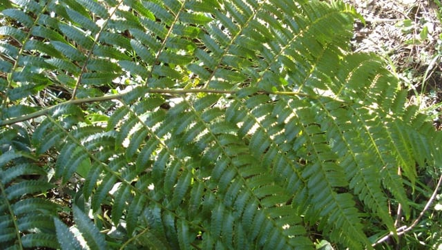 One-Of-A-Kind "Zombie" Fern Can Reanimate Dead Leaves To Feed The Rest Of The Plant