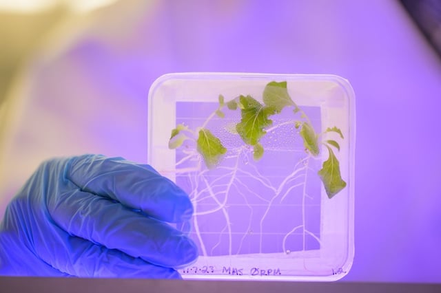 Graduate student Noah Totsline works in the College of Agriculture and Natural Resources lab of Harsh Bais on a NASA-sponsored project looking at how plants grown in space are more prone to infections of Salmonella compared to plants not grown in space or grown under gravity simulations. The microgravity environment of space can be simulated in the lab by rotating the plants at a precise speed that causes the plants to react as if they were in a constant state of free-fall.