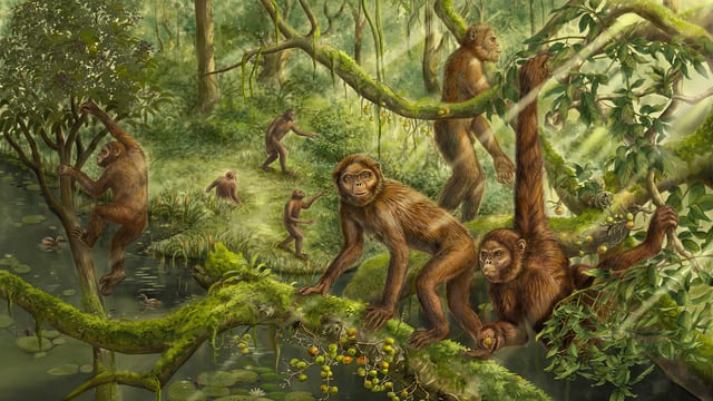 An artist’s reconstruction of the locomotor behavior and paleoenvironment of Lufengpithecus. This extinct primate lived in East Asia during the Miocene.