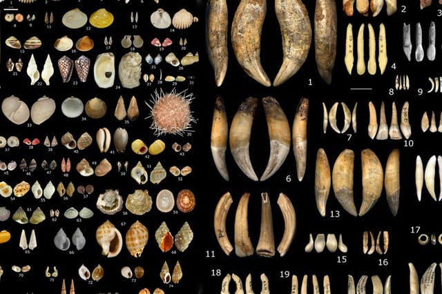 Shells and teeth displayed on a black backdrop