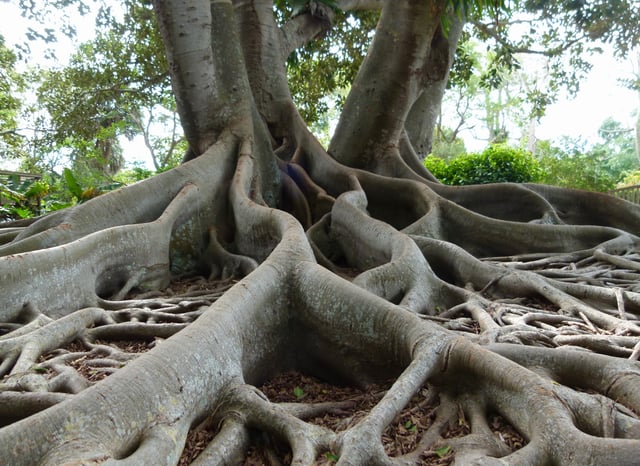 Banyan tree