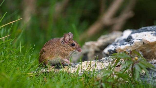 Singing mice reveal how brains shift perception of time for tempo