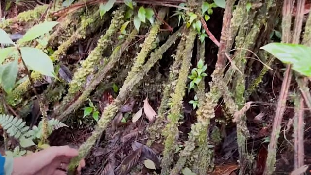 Panama tree ferns transform zombie leaves into life-saving roots