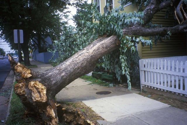 A fallen tree rests on top of someone's home