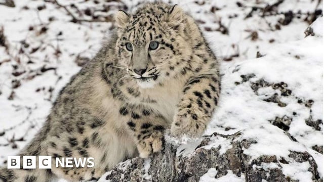 Snow leopard