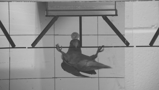 Watch A Parrot Swing On Its Beak Like A Monkey In World First Footage