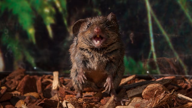 In collaboration with New York University’s Michael Long and Stanford University’s Feng Chen and Shaul Druckmann, Cold Spring Harbor Laboratory neuroscientist Arkarup Banerjee is using singing mice, like the one shown here, to understand how our brains control timing and communication. These studies may offer valuable insights into neurological conditions that affect our ability to speak, including strokes and communication disorders. (CREDIT: Banerjee lab/Cold Spring Harbor Laboratory)