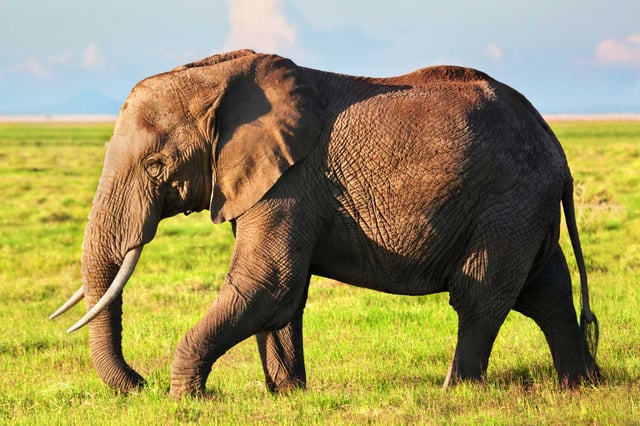 african elephant