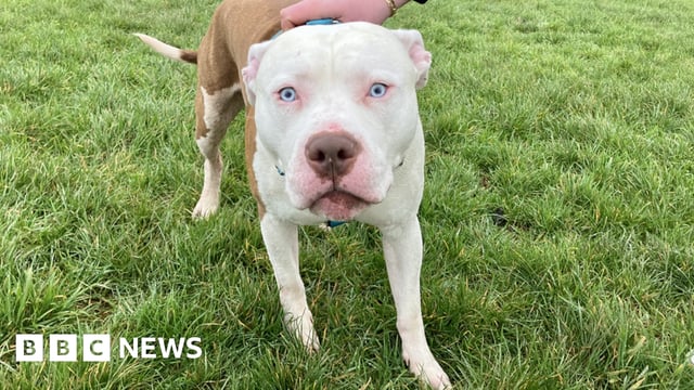 Quba - an XL bully - in a field in Newport