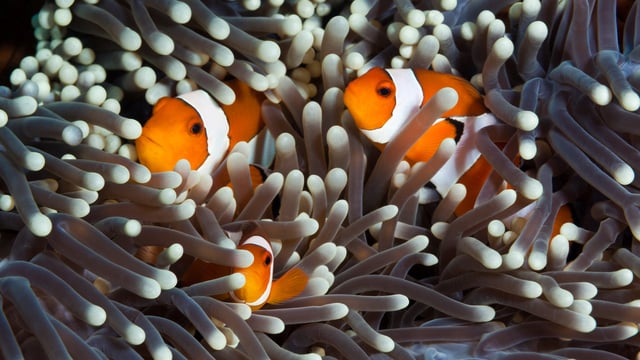 Common clownfish (Amphiprion ocellaris) live in anemones and can be very territorial.