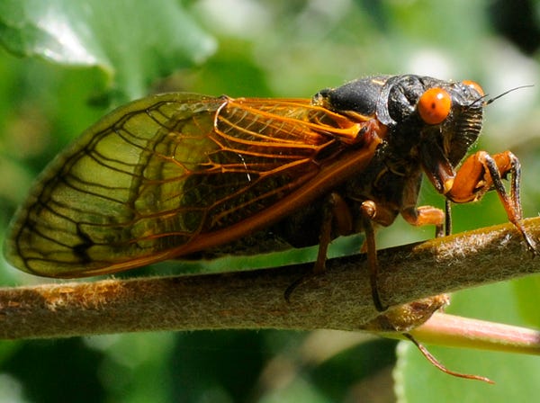 A cicada rests on a branch in Alabama in this 2011 file photo. In summer 2024, thousands or even millions of cicadas will emerge in parts of southern Wisconsin.