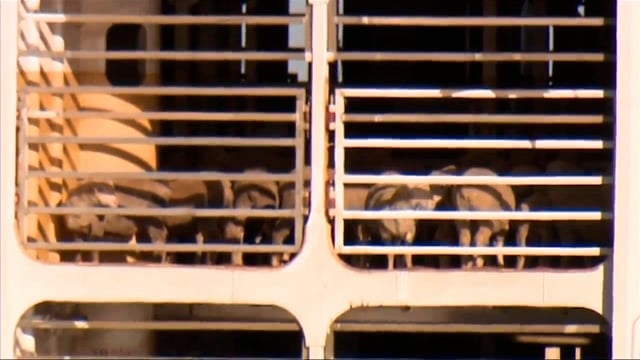 Livestock on MV Bahijah that is docked at a port in Fremantle. Biosecurity rules mean the animals cannot disembark without being quarantined. Photo: AP