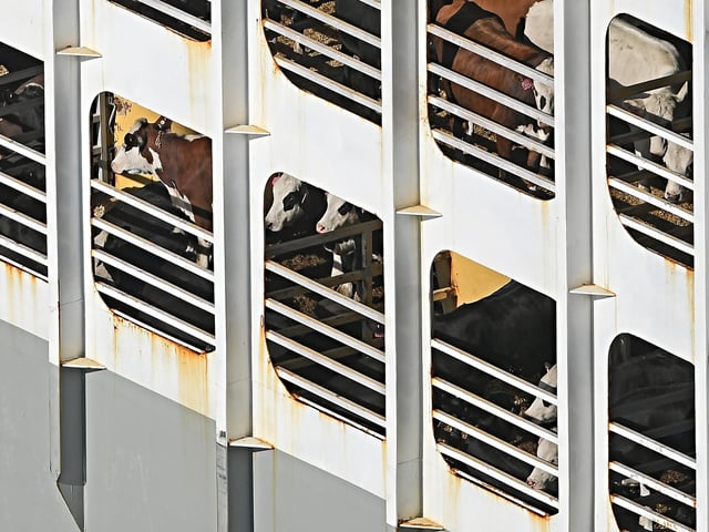 NAPIER, NEW ZEALAND - NOVEMBER 19: Cattle are visible in onboard pens as the livestock transport ship Al Kuwait loads cattle destined for China at the Port of Napier on November 19, 2021 in Napier, New Zealand. The load of livestock represents the largest export through the port to date with up to 14,000 head of cattle to be loaded. (Photo by Kerry Marshall/Getty Images)