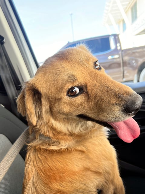 This image released by the U.S. Coast Guard, shows Connie the container dog, which was found trapped inside a shipping container on Wednesday, Jan. 31, 2024, when four marine inspectors from the U.S. Coast Guard Sector Houston-Galveston were randomly selecting containers for inspection at the Bayport Terminal at the Port of Houston. The officers heard sounds of barking and scratching coming from inside one of the stacked shipping containers. Coast Guard officials would later determine the canine had been trapped inside for at least eight days, with no food or water. (Petty Officer 1st Class Lucas Loe/U.S. Coast Guard via AP) ORG XMIT: TXJC201