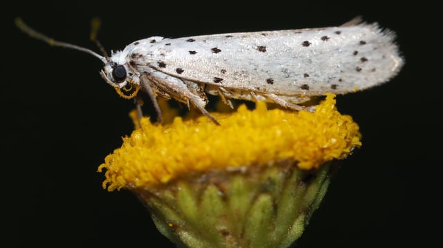 Ermine moths have special organs in their wings that can generate sounds that are equivalent to a lively human conversation.