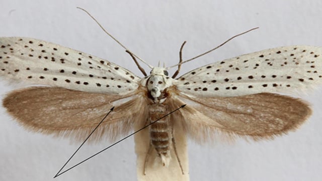 Deaf ermine moths outsmart predatory bats using ultrasonics