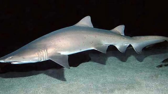 65M-year-old shark fossil, marine predator ID'd from tooth in museum