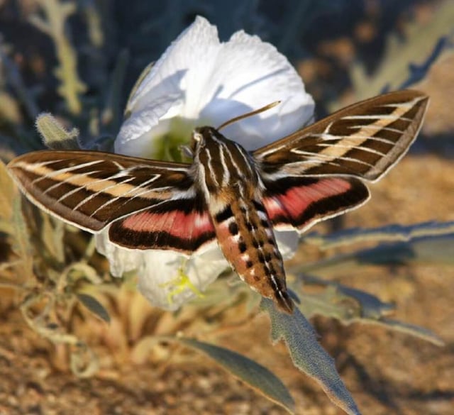 Image showing a white-lined sphinx pollinating a pale evening primrose flower. (Credit: Ron Wolf/University of Washington)