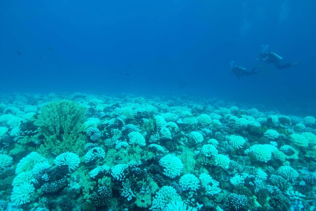 Researchers diving on a coral reef in Mo'orea, French Polynesia during the 2019 bleaching event. Credit: Milou Arts of NIOZ