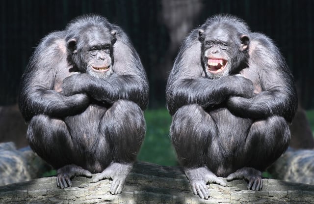Two chimpanzees having fun. (© Kletr - stock.adobe.com)