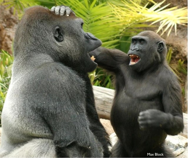 Two gorillas playing © Max Block